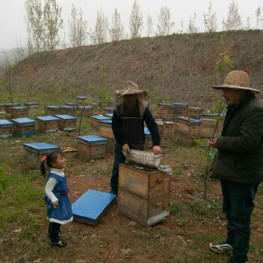 鲁山县意蜂蜂蜜 塑料瓶装 95%以上 2年以上 
