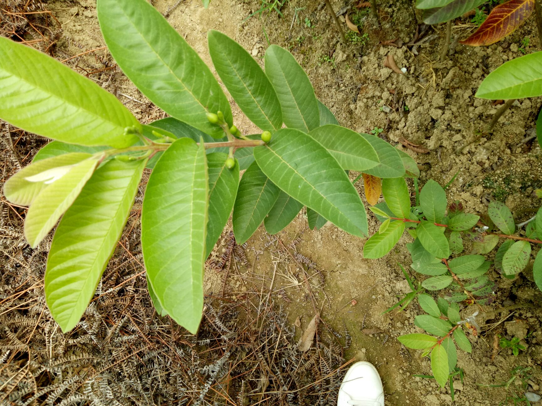 紅心芭樂(lè)番石榴苗