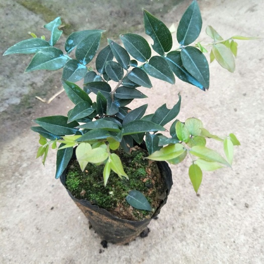 佛山福冈嘉宝果苗果大耐寒