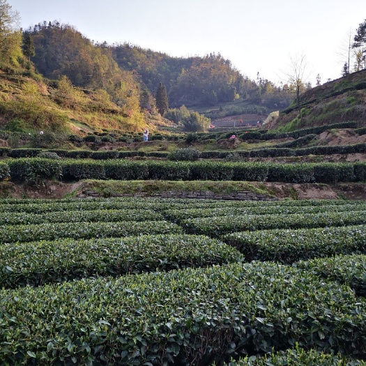 慈利县张家界云雾绿茶毛尖