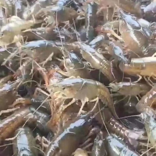 潜江市 虾苗质量好，
