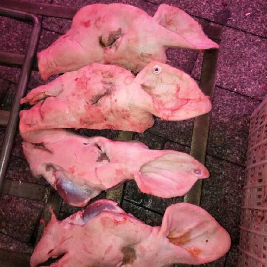 鲜猪头 现在10吨，抓紧下单