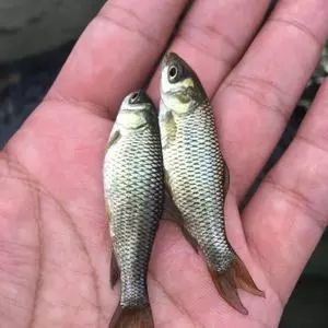 草鱼苗 优质草鱼苗，规格齐全，保证质量