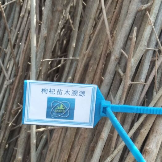 银川红枸杞苗