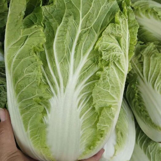 聊城菊锦大白菜  菊锦春白菜毛菜