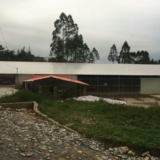 贺州 1800平方厂房出租或合作，可做种养，可做选果场，仓库等