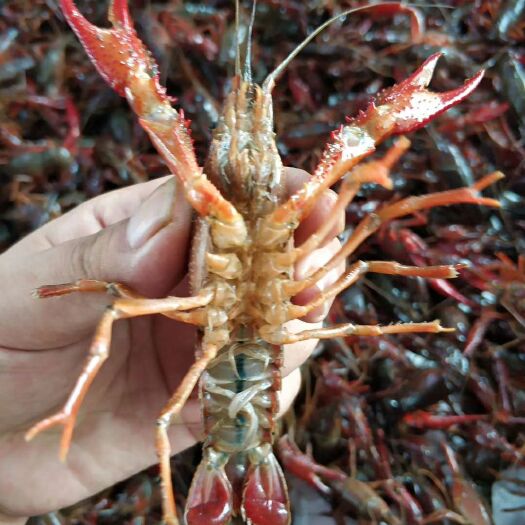 潜江市 红壳小龙虾