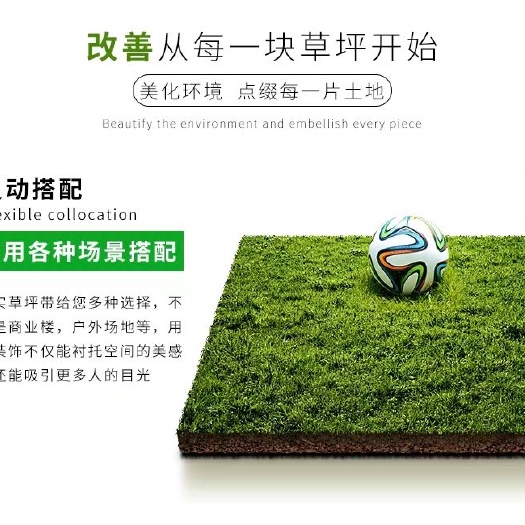 沭阳县 带土草皮马尼拉百慕大果岭草绿化