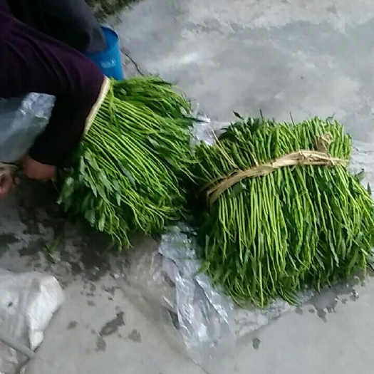 博白空心菜 40 ~ 45cm