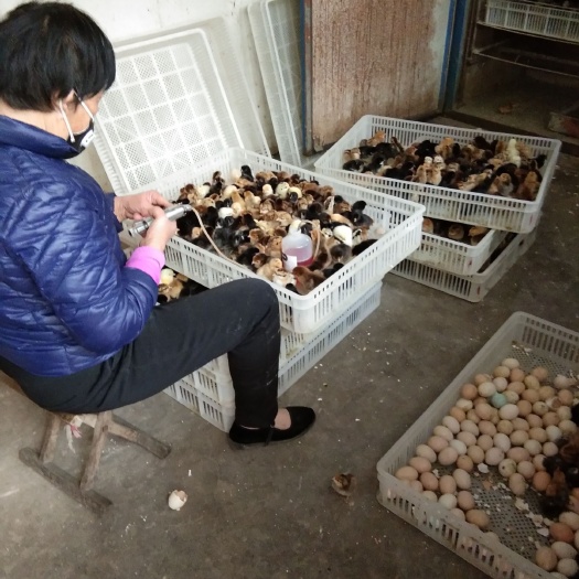 邹平市草鸡苗
