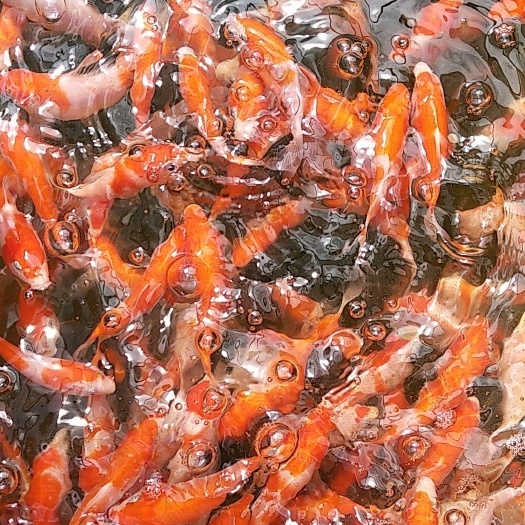 广州锦鲤鱼苗