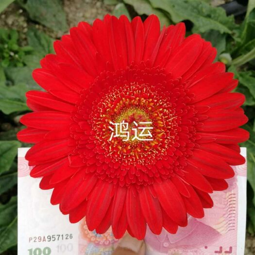 非洲菊苗 多品種花色四季開花觀賞性鮮切花