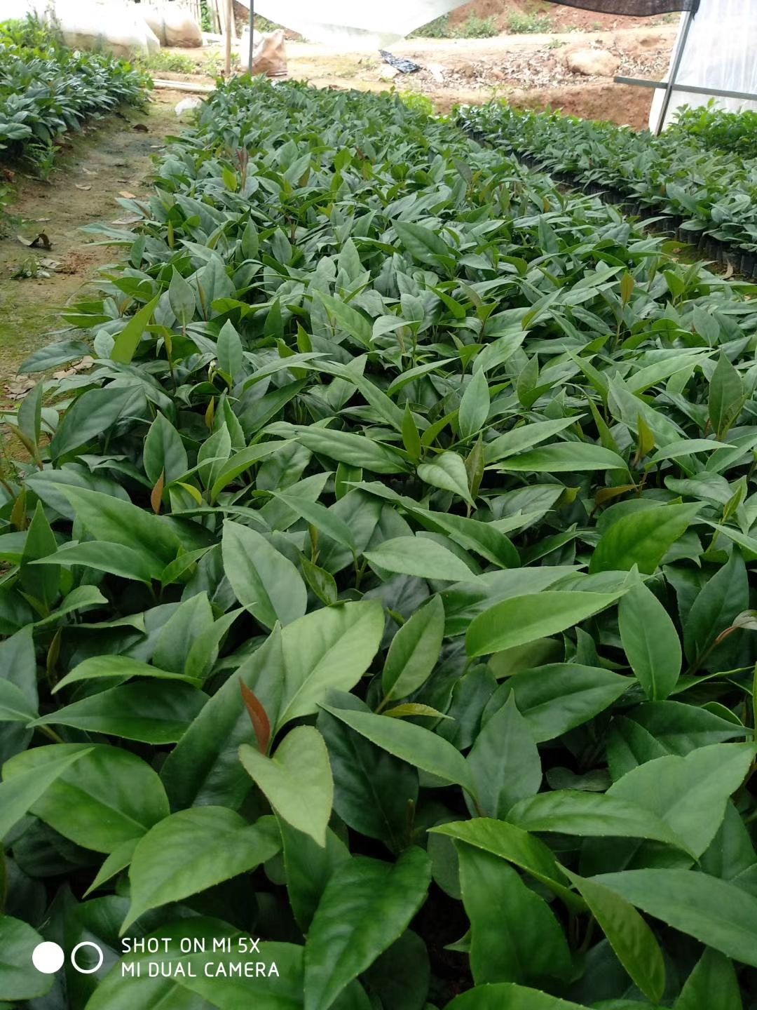 粉紅黑老虎苗  黑老虎苗也叫布福娜，帶營養(yǎng)杯發(fā)貨