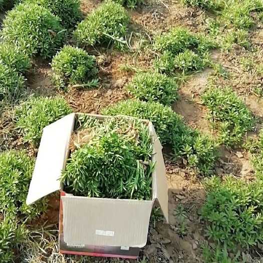 内黄县宽叶费菜 箱装