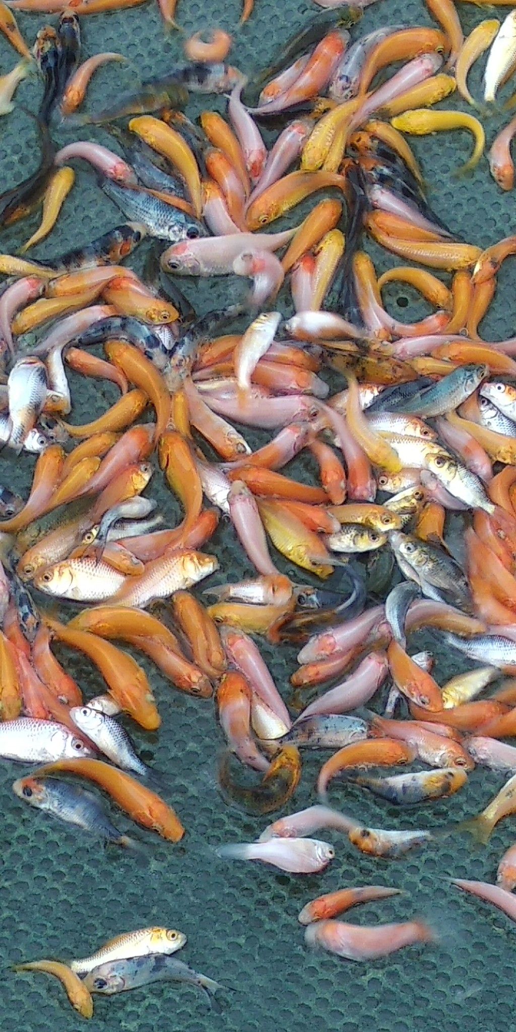 錦鯉魚苗