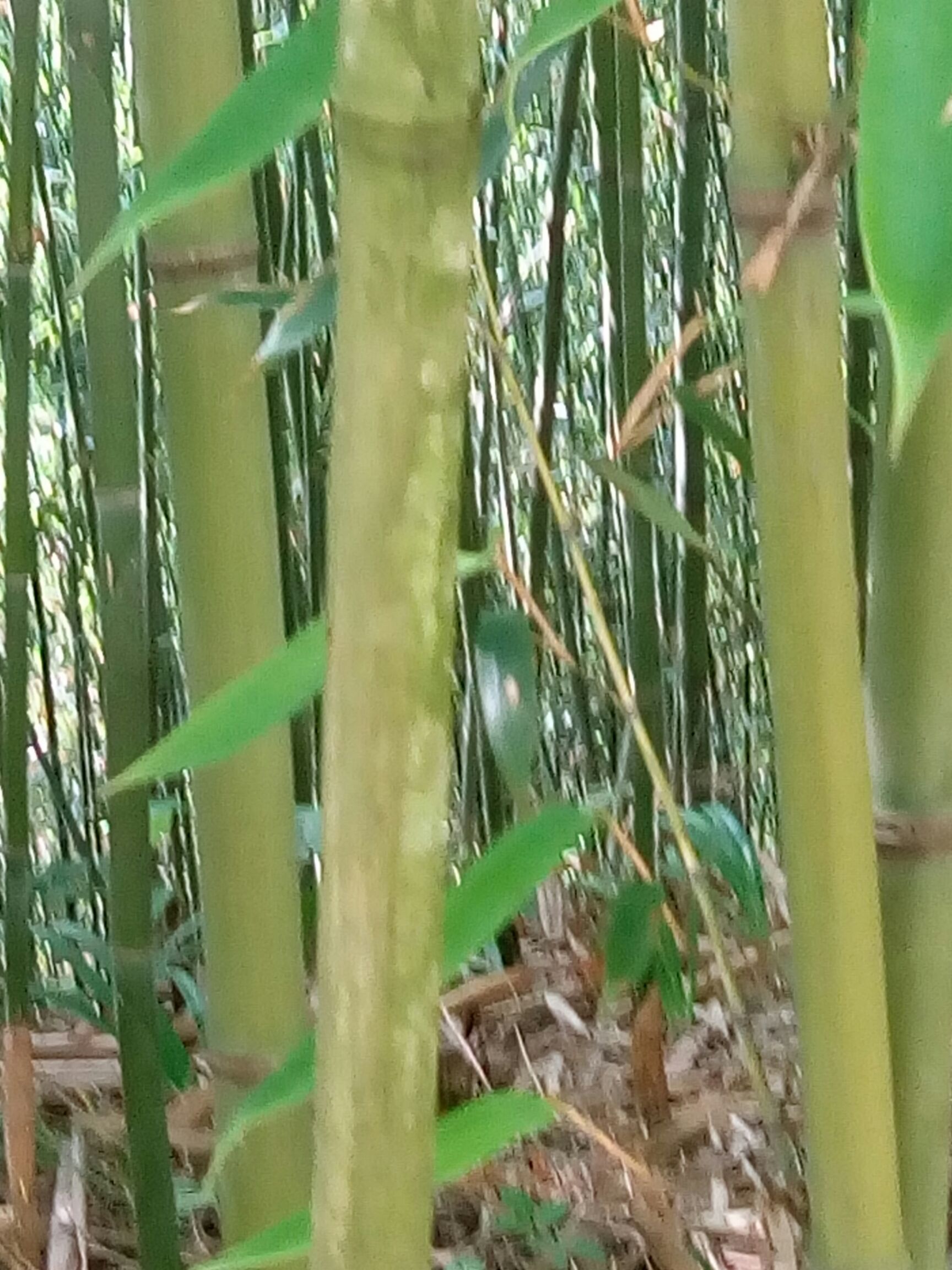 华蓥市竹竿  菜架竹子，扶树，大棚，白夹竹斑竹出售2.4米至8米