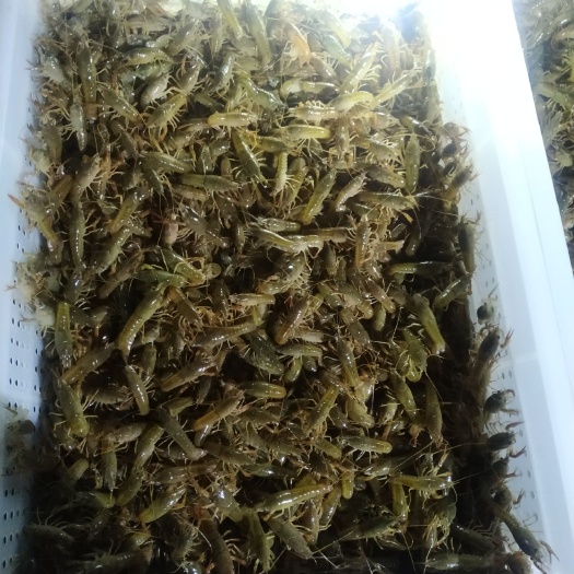 潜江市 自己家虾苗