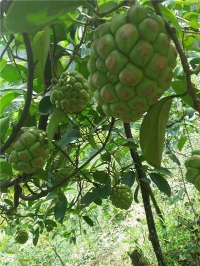 粉紅黑老虎苗  黑老虎苗也叫布福娜，帶營養(yǎng)杯發(fā)貨