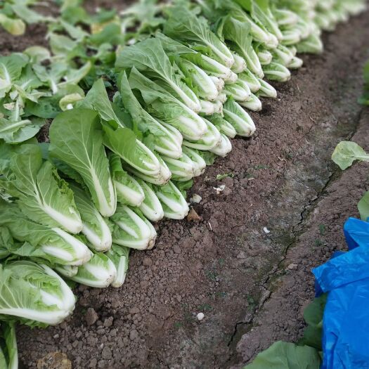 上海启航1号白菜 1斤以下 净菜