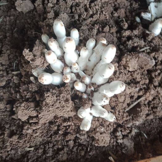 范县鸡腿菇  人工种植 鲜货 质量纯正，口感好。