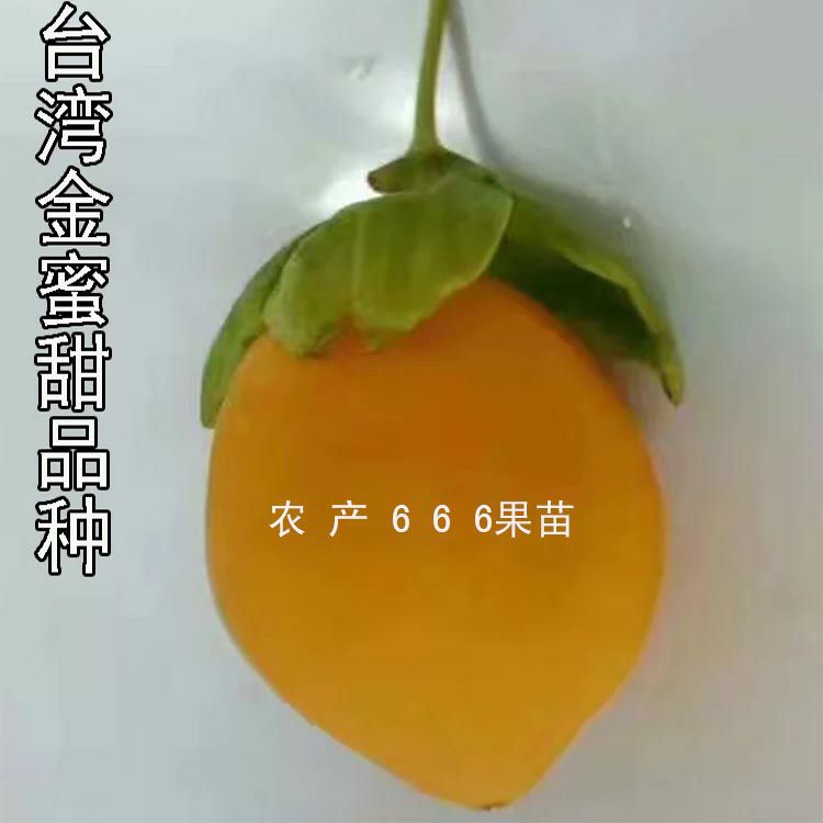 邵东市黄金百香果种子 金蜜百香果种子50粒1包
