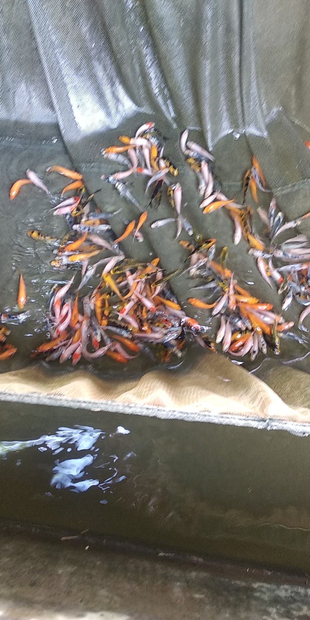 錦鯉魚苗