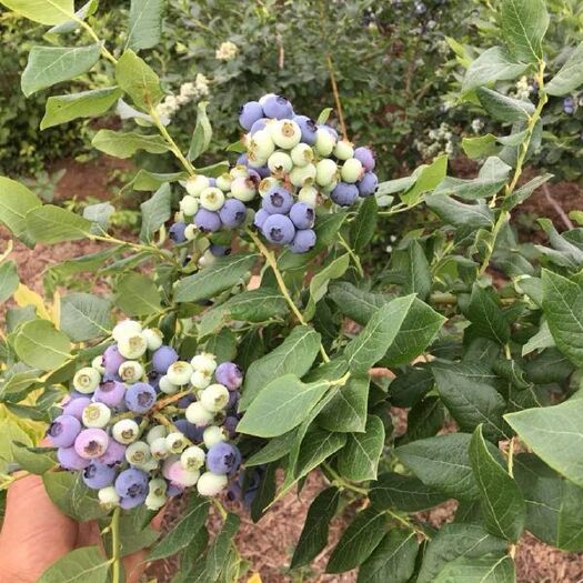 淮安蓝丰蓝莓苗 蓝莓苗盆栽树苗当年结果果树苗