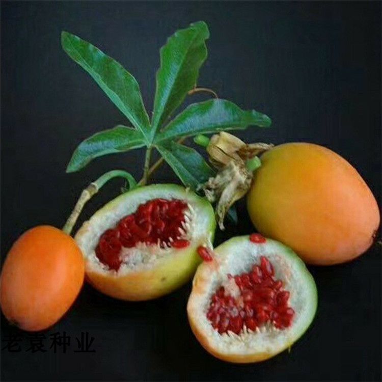 邵东市黄金百香果种子 红肉百香果种子50粒1包