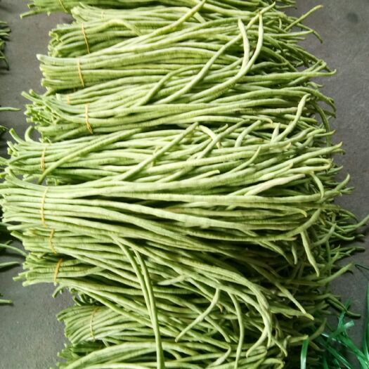 合浦县绿翡翠长豆角 40cm~70cm
