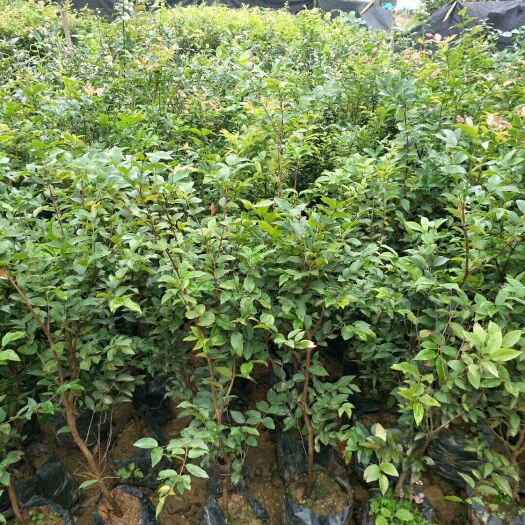 灵山县树葡萄苗