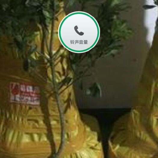 象山县大黑炭杨梅树苗