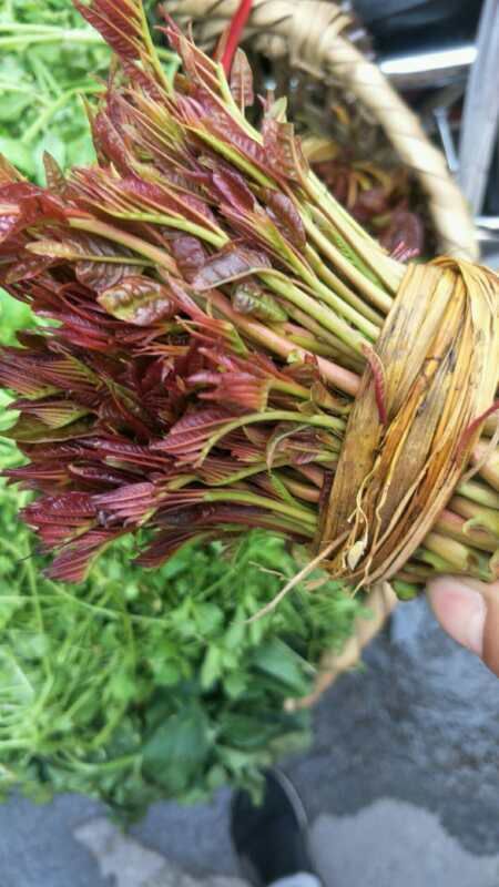 大竹县红香椿芽 6~9cm