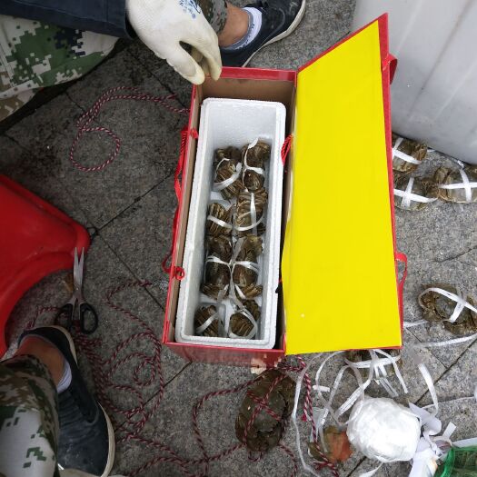 灵璧县清水小龙虾 7-9钱 湖虾