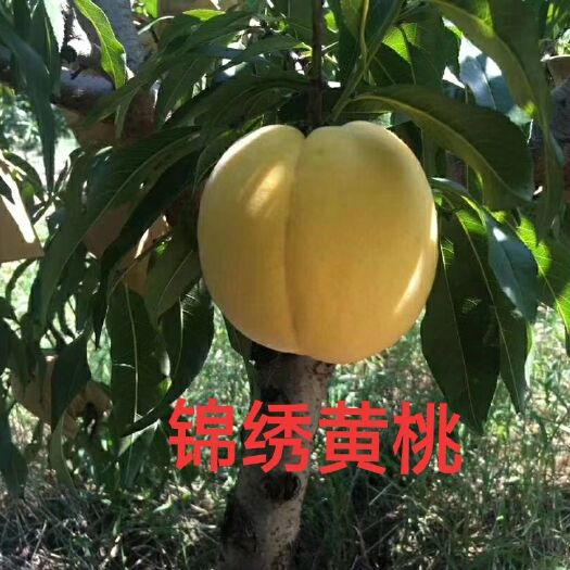 平邑县锦绣黄桃苗 0.5~1米