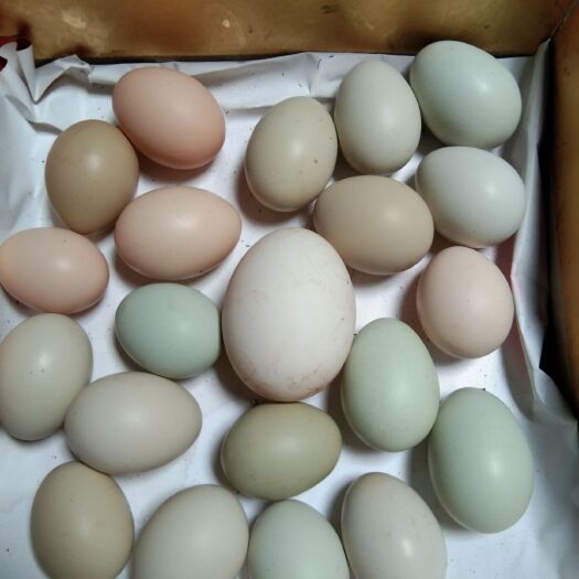 大竹县绿壳鸡蛋 食用 简包装