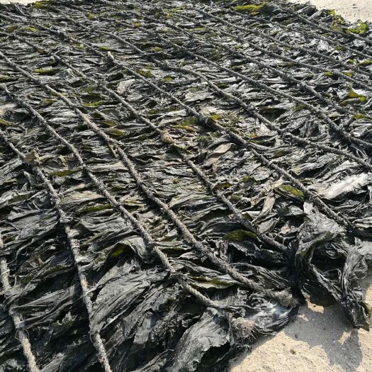 莆田 海带产地直发/一手货源/中高档都有/需要直接联系本人