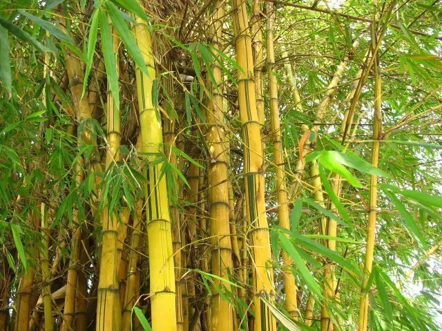 沭阳县金镶玉竹