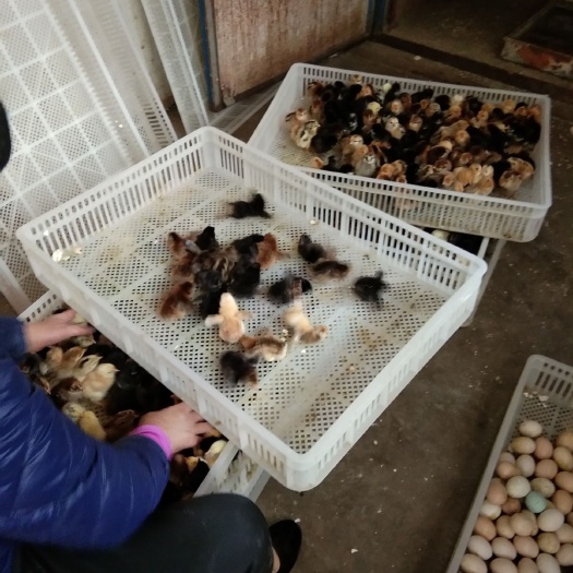 邹平市蛋鸡苗