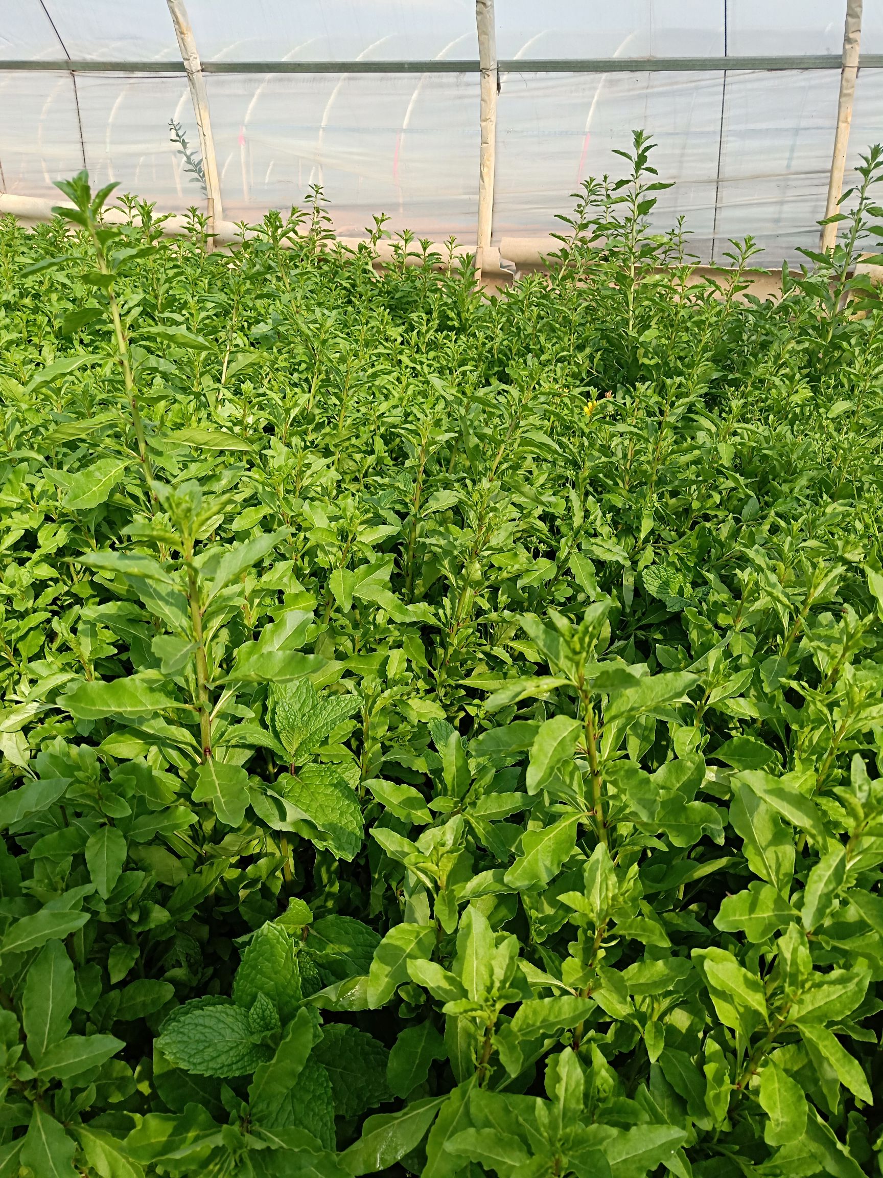 枸杞芽 人工种植 5-10cm