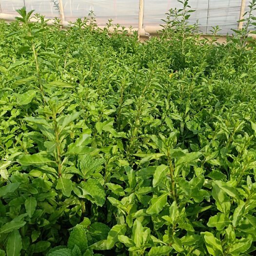 嵩明县枸杞芽 人工种植 5-15cm