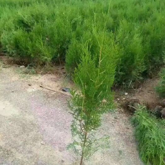 泰安侧柏苗  绿化荒山，本基地供应30-1米高大田苗