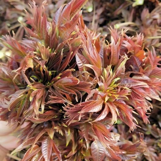 辛集市红香椿芽 混装通货