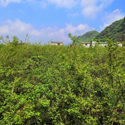 兴安县紫薇树