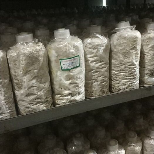 洋县大球盖菇菌种