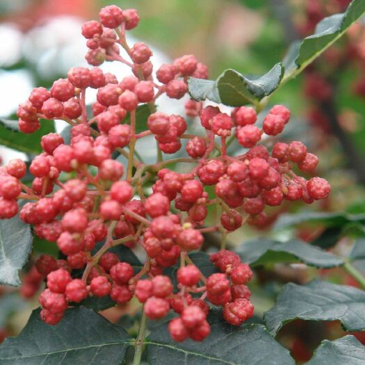 枣庄山东花椒 特级 干花椒
