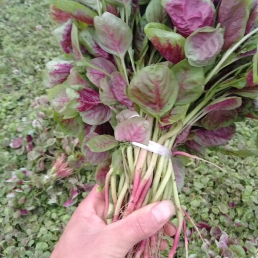襄樊红苋菜 20-25cm 紫红