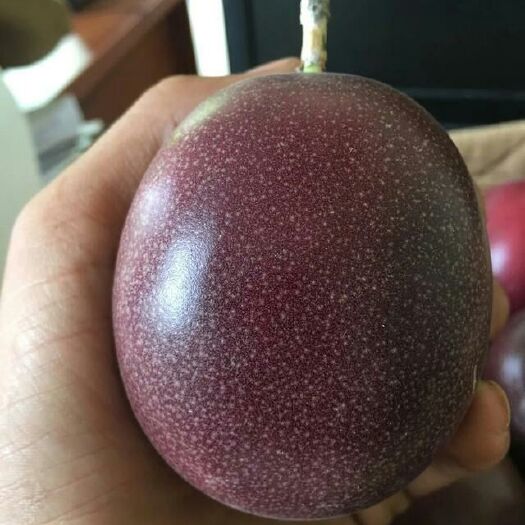 灵山县台农一号百香果苗