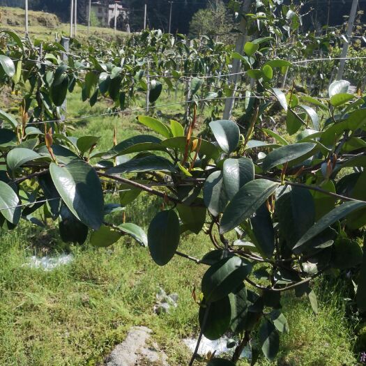 灌阳县黑老虎果 300-600g