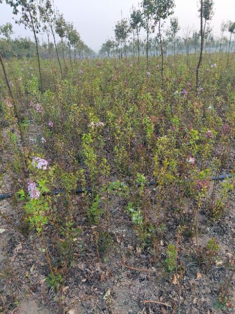 沭阳县 丁香花
