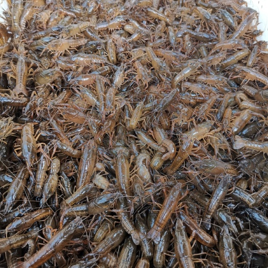 洪湖市小龙虾苗（150-260） ，省内送货！